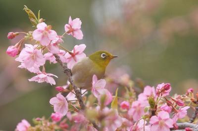 鶴見緑地の河津桜 2011