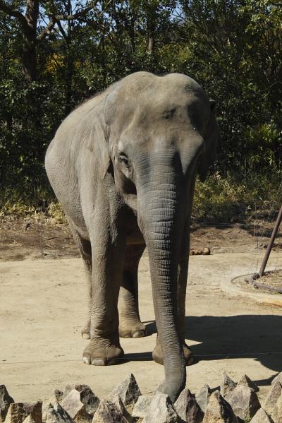 森の散歩と動物見学　～よこはま動物園　ズーラシア～