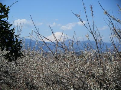 大磯　小田原でふらり春散策