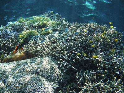 石垣島シュノーケル旅行　ドライスーツ編
