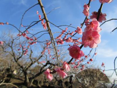 梅まみれ@筑波山