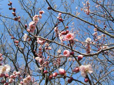 梅まみれ@偕楽園(水戸市)