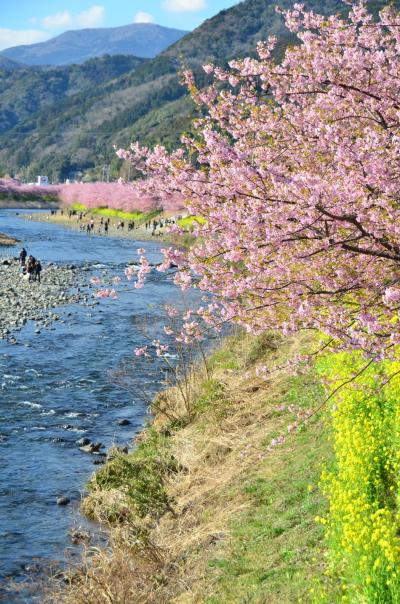 河津町の春