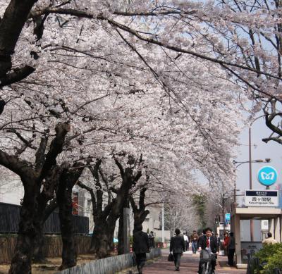 小さな旅　霞が関・愛宕山の桜　View of sakura in Kasumigaseki/Atagoyama