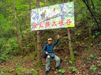 在中國的秘境・秦嶺山脈野生動物攝影的再次挑戰２０１０①　金絲猴大峽谷編