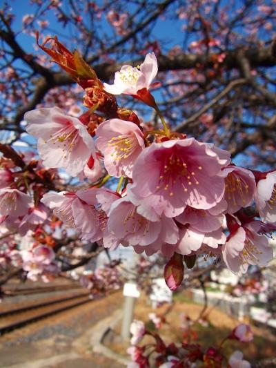 今年も広島に一足早い緋寒桜が咲きました！