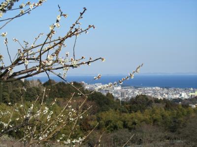 海が見える梅園　　「辻村植物公園」
