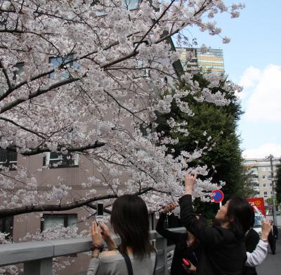 小さな旅　虎ノ門・赤坂の桜　View of sakura in Toranomon/ARK HILLS