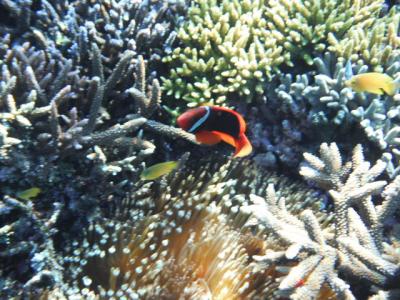 石垣島シュノーケル旅行ドライスーツ編　二日目　米原Ｗリーフ　