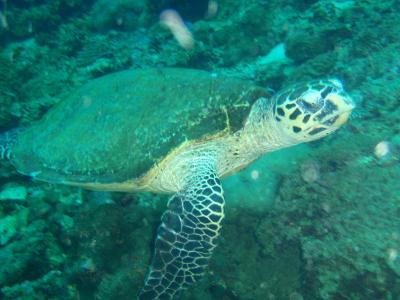 ふらっと女２人旅　6~scuba diving in PHIPHI~