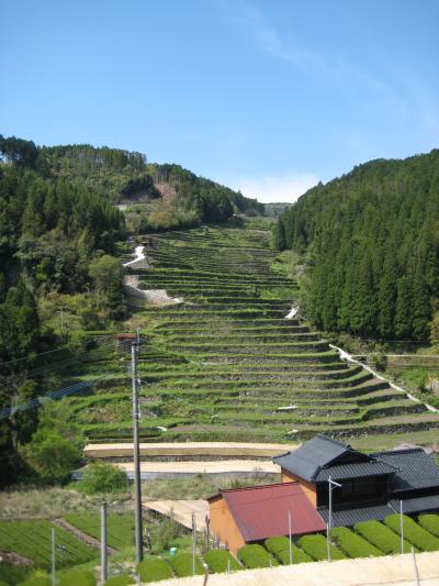 福岡のお茶処・・星野村！