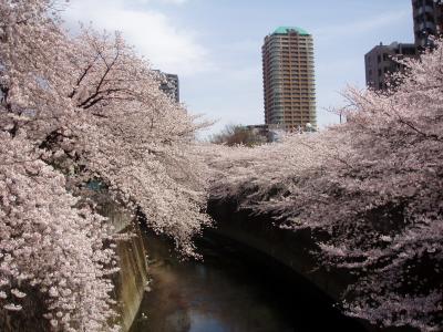 東京２０１０桜　【２】法明寺～鬼子母神～面影橋～椿山荘～江戸川公園