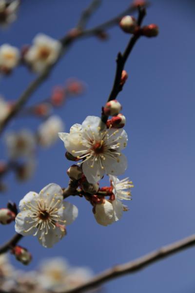 奈良　早春の月ヶ瀬梅林