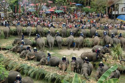 チェンマイ徒然草　其の二百三十五　今日は象さんの日だ。