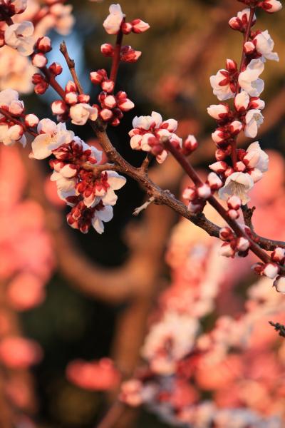 服部緑地公園で梅の花を見たにゃん