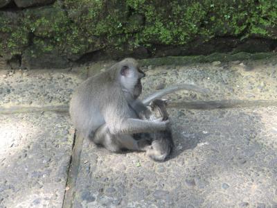 バリネコと動物たち