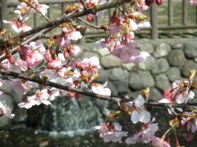 樟葉から京街道の町並み、そして河津桜