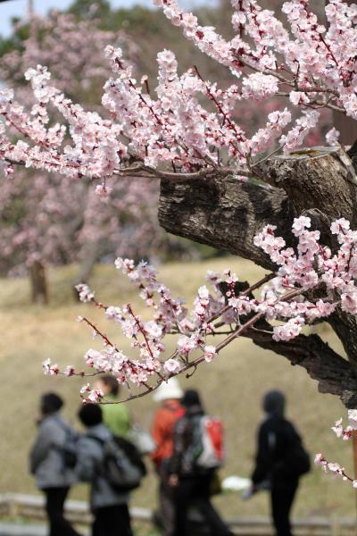 Solitary Journey ［875］ 想い出さがしの旅 ＜梅の花が満開でした！大和郡山城跡＆郡山金魚資料館＞奈良県奈良市