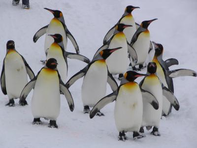 富良野スキー2005 (2)旭山動物園へ行く ～2004年12月～