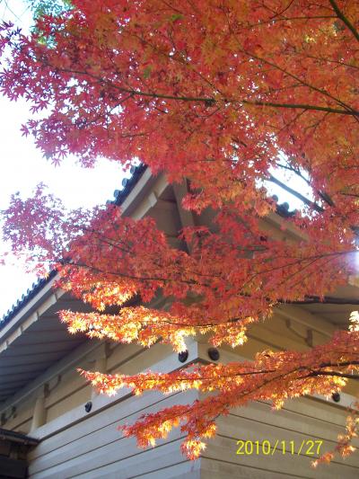 2010*鎌倉紅葉