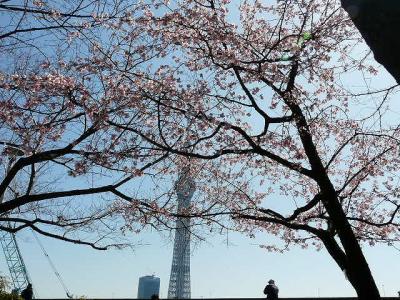隅田公園（台東区側）で大寒桜見ごろ
