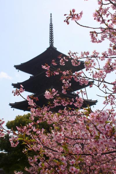 京都を歩く(79)　春の陽気に誘われて～ 「そうだ 京都、行こう。」2011年春は東寺です～