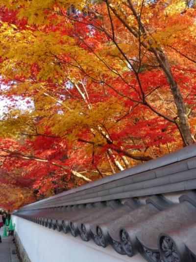 ２００９年の旅　３９　京都の紅葉を楽しむ