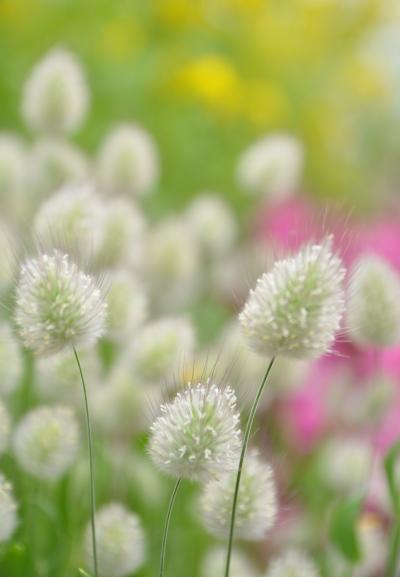 春よ届け　想いよ届け　京都府立植物園のほほん記