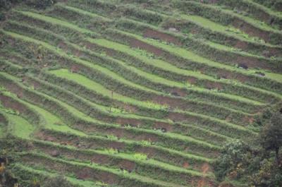 ベトナム「サパ」トレッキング旅行一人旅no.2