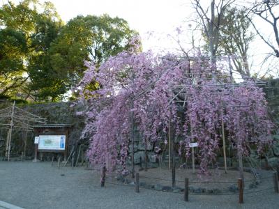 もうすぐ咲くかな？和歌山城の桜
