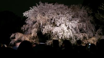 六義園の桜2005年～2013年 