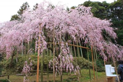 波佐見のしだれ桜