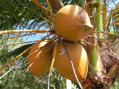2011グアム　オンワード滞在３日目　ハマモトフルーツワールド