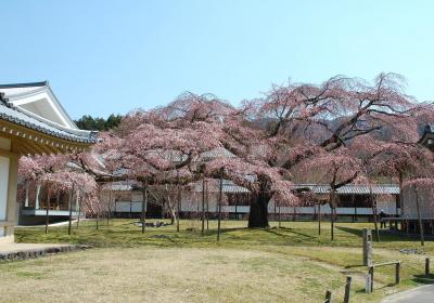 春の京都・醍醐寺へ