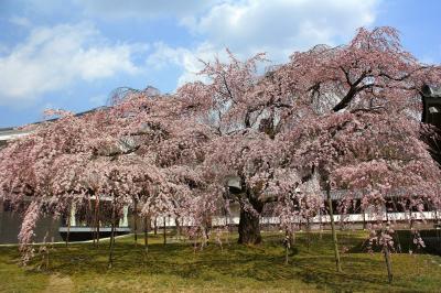 京都を歩く(81)　桜花に包まれる醍醐寺～「花の醍醐」の桜は豪華絢爛に咲き誇る～