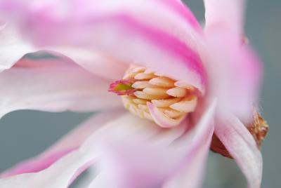 Japan　小平グリーンロード　東京都薬用植物園の春　～ミツバチばあやの冒険～