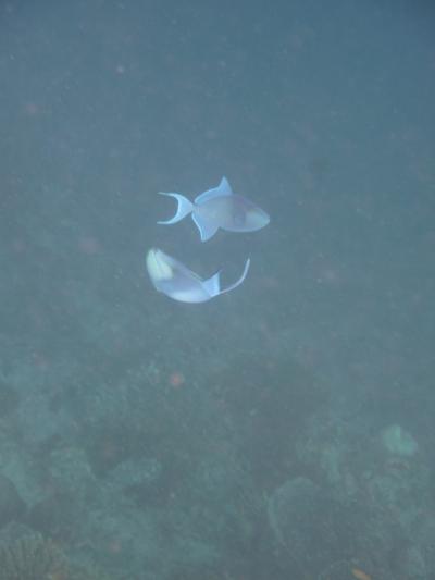 モルディブ★ヴィルリーフ8日間 14（7/14 5日目 海編2)