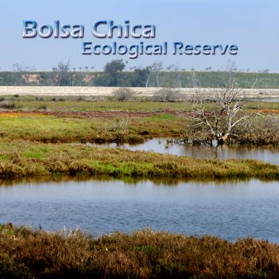 Bolsa Chica Ecological Reserve  ボルサ・チカ　環境保護地域