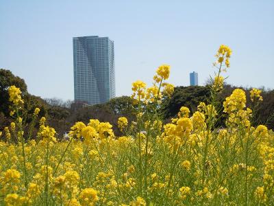 浜離宮恩賜庭園