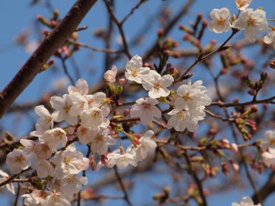 ２０１１年４月２日　伊東松川遊歩道の桜の開花状況と伊東マリンタウンでの震災復興支援チャリティーイベント