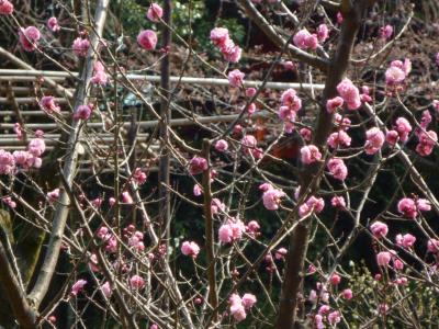 お花見にはちょっと早いけど家族で京都に行ってきました♪(制作中）