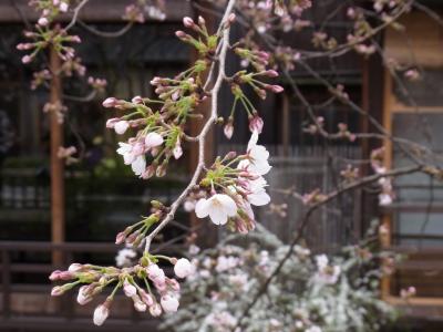 祇園周辺散策、桜（１１年春）