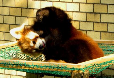 春のレッサーパンダ紀行【2】　鹿児島市平川動物公園 & 初乗り　九州新幹線