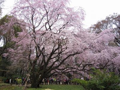 六義園の枝垂れ桜