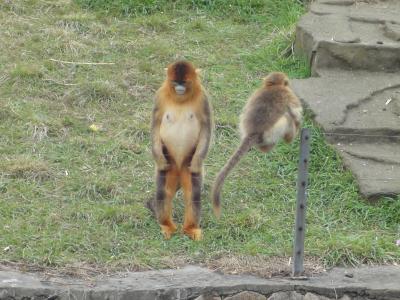 ゴーカートと上海野生動物園