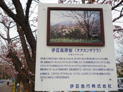 2011桜日記 第3弾 伊豆高原 大寒桜