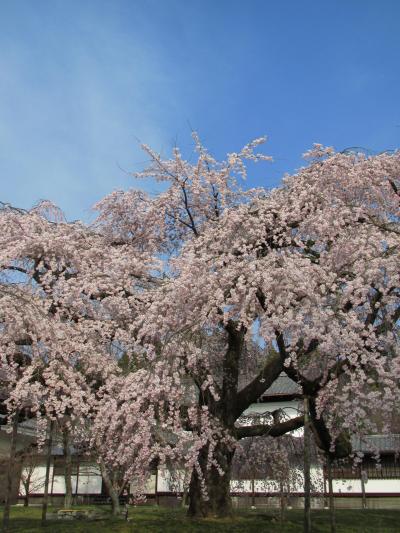 醍醐の枝垂桜を愛でつつ、暖かい春の訪れを願う