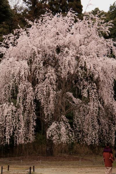 2011年春の京都～醍醐寺で立派な枝垂れ桜を見たにゃん。