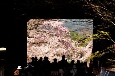 今年の花見は醍醐の桜から。