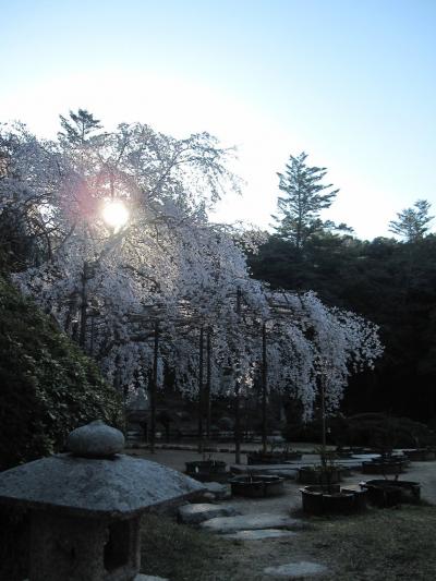 2011年春「曹源寺、満開の枝垂れ桜」岡山桜情報～6